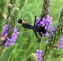 Ammophila nigricans - photo 5