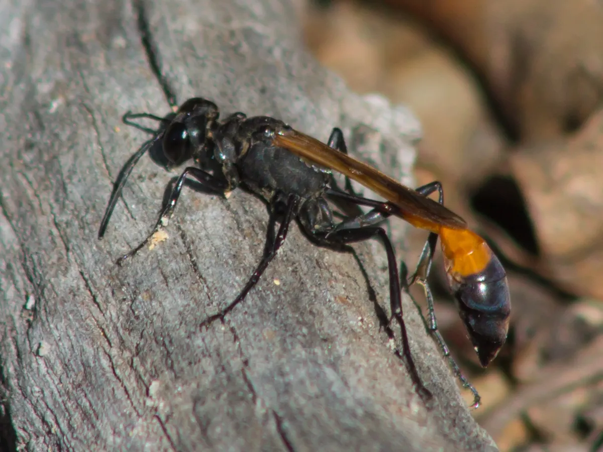 Ammophila pictipennis - photo 3
