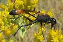 Ammophila placida - Ammophila placida
