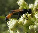 Ammophila placida - photo 2