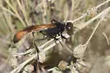 Ammophila placida - photo 3
