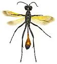 Ammophila placida - photo 4