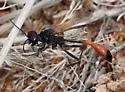 Ammophila placida - photo 5