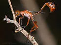 Ammophila wrightii - Ammophila wrightii