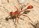 Ammophila wrightii - photo 2