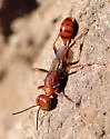 Ammophila wrightii - photo 3