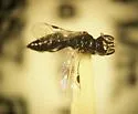 Ammoplanops vierecki