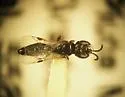 Ammoplanops vierecki - photo 2