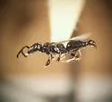 Ammoplanops vierecki - photo 3