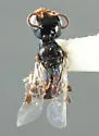 Ammoplanus chemehuevi