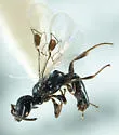 Ammoplanus quabajai