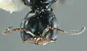 Ammoplanus quabajai - photo 2