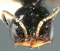 Ammoplanus quabajai - photo 4