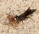 Ammosphex angularis