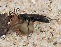 Ammosphex angularis - photo 2