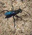 Ammosphex solonus