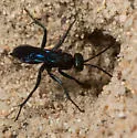 Ammosphex solonus - photo 2