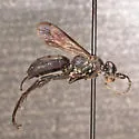 Ammosphex wasbaueri