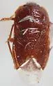 Amnestus basidentatus