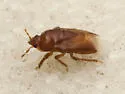 Amnestus basidentatus - photo 2