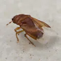 Amnestus basidentatus - photo 3