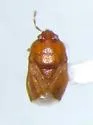 Amnestus basidentatus - photo 4