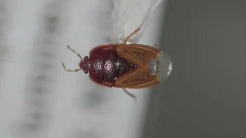 Amnestus pusillus
