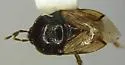 Amnestus trimaculatus