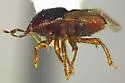 Amnestus trimaculatus - photo 2
