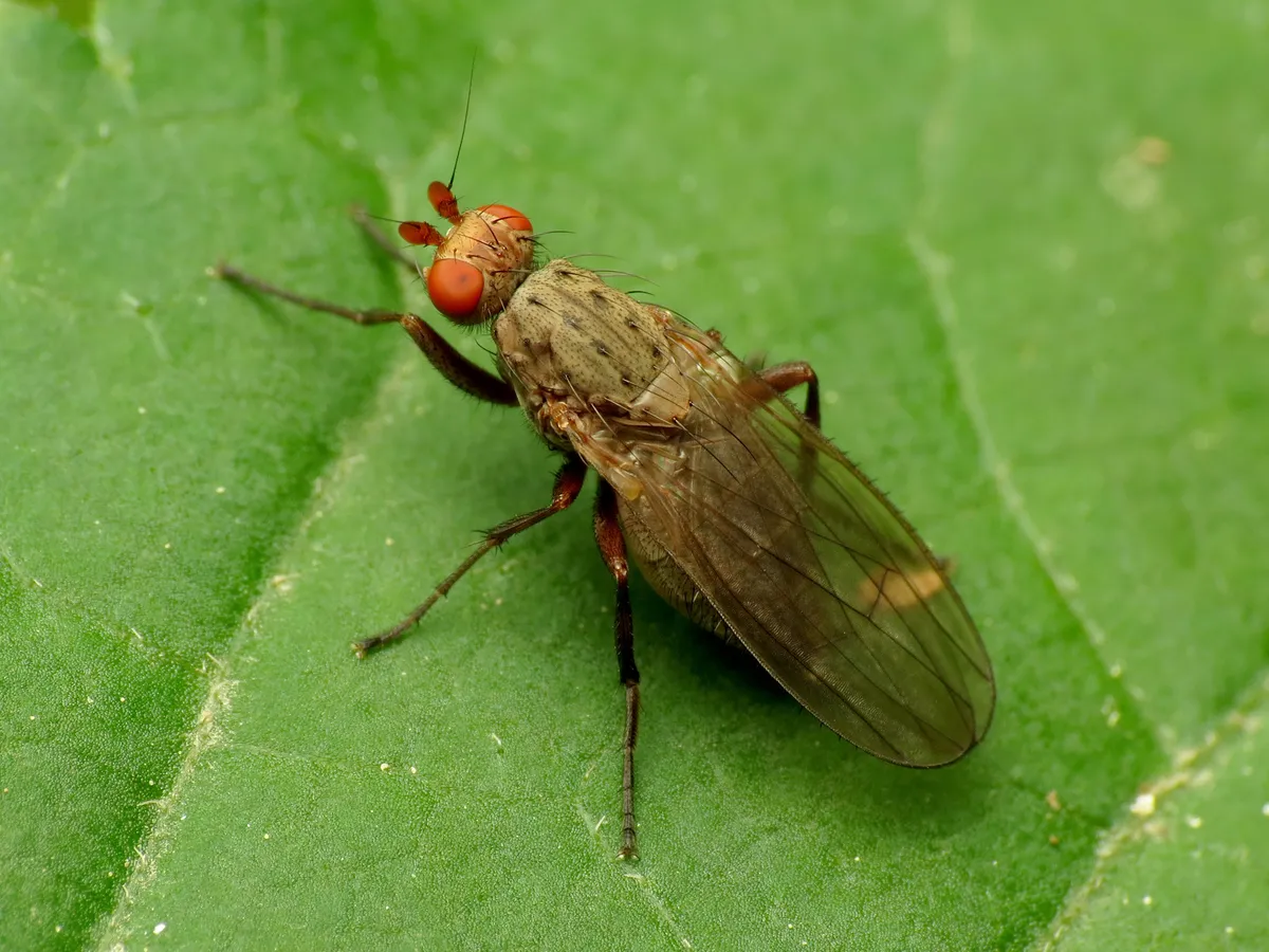 Amoebaleria defessa