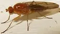 Amoebaleria flavotestacea - photo 2