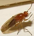 Amoebaleria flavotestacea - photo 4