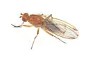 Amoebaleria flavotestacea - photo 5
