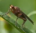 Amoebaleria perplexa