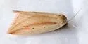 Feeble Grass Moth - Hodges#9818