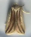 Feeble Grass Moth - Hodges#9818 - photo 2