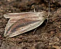 Feeble Grass Moth - Hodges#9818 - photo 3