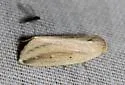 Feeble Grass Moth - Hodges#9818 - photo 4