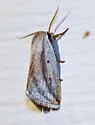 Feeble Grass Moth - Hodges#9818 - photo 5