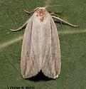Amolita fratercula - Hodges#9822
