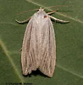 Amolita fratercula - Hodges#9822 - photo 2