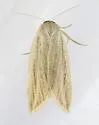Amolita fratercula - Hodges#9822 - photo 3