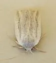 Amolita fratercula - Hodges#9822 - photo 4