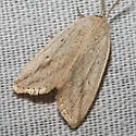 Oblique Grass Moth - Hodges#9819