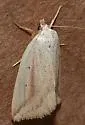 Oblique Grass Moth - Hodges#9819 - photo 2