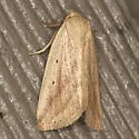 Oblique Grass Moth - Hodges#9819 - photo 3