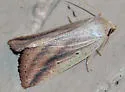 Oblique Grass Moth - Hodges#9819 - photo 4