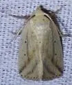 Oblique Grass Moth - Hodges#9819 - photo 5