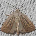 Amolita roseola - Hodges#9821