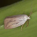 Amolita roseola - Hodges#9821 - photo 3